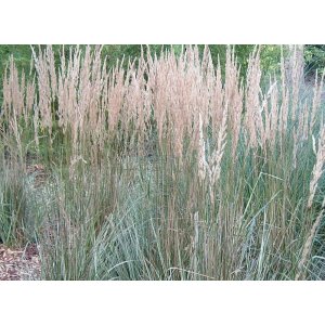 Smlz ostrokvetý (Calamagrostis x acutiflora) ´OVERDAM´ kont. P9